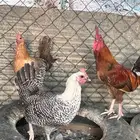دجاج بلدي