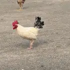 ديك ابيض للبيع