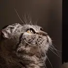 فندقه جميع الحيوانات