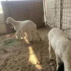 للبيع خروف او رخل صحه شرط