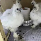 دجاج قطني سلكي