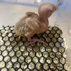 فروخ روز للبيع