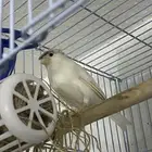 ذكر كناري ابيض كرست بسكوتي