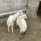 فران