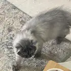 قطط شيرازي للتبني الجبيل
