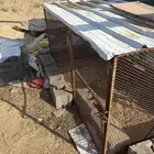 حمام وشبك للبيع