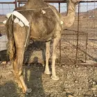 خلفه منيحه ب 8800