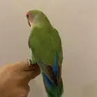 روز للبيع