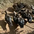 بط ذكور