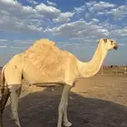 ابل