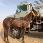 حصان كفوو