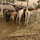 تيوس بلدي بيشي محايلي