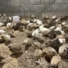 سمان ذكور بس