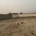 دجاج عربي