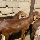 سواكن حمري وزن ثقيل