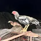 ديك بكستاني ودجاجه بكستانيه