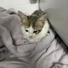 بسه أنثى للتبني
