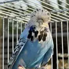 انثى بادجي انجليزي