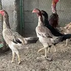 دجاج شامو