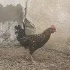 دجاج بياض للبيع