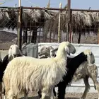 ضان نجد جروم صنف الصنف