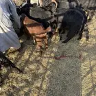 غنم عوارض. ودحيويه.