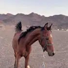 مهر للبيع