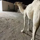 بكره حيسونيه
