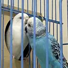 للبيع جوز طيور حب منتجين شرط