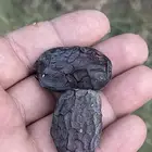عجوا عدد 65 نخله تقريبا في محافظة وادي الفرع