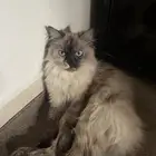 قطوه سيامي للتبني