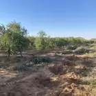 شجر زبتون للبيع