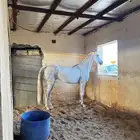 فرس شعبيه شيخه