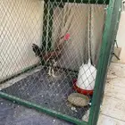 ديك باكستاني