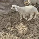 رخل لبانيه