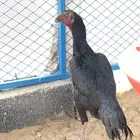 دجاج للبيع