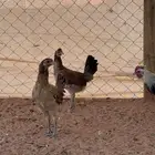 بشاير دجاج عربي وشوكي للبيع