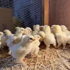 صوص براهما كولمبي ( تم البيع ) الله يبارك للبايع و المشتري