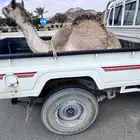 قعدان كفو للبيع اسعارها مناسبه بلدي