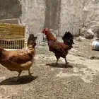 دجاج فرنسي