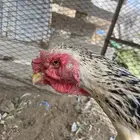 للبيع دجاج بكستاني علي أسوام