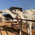 ناقه معها بتنها توها مفروده