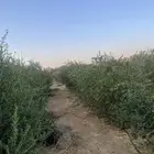 الشقيق شمال حائل 38كم