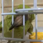 بغبغاء اليف يتكلم