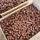 تمر برني العيص حبة طيبة