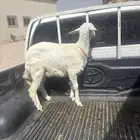 رخال كفوو للبيع