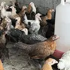 صوص بلدي 4 شهور