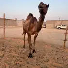 للبيع لقحة ملاقي