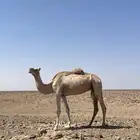ناقه حره