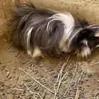 زوجين وبرة عليهم 6 عيالهم